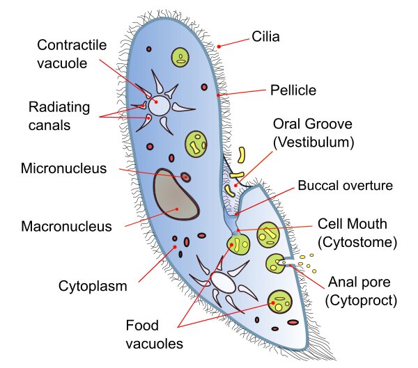 <p><span>Protozoa are single-celled eukaryotes, either free-living or parasitic, that feed on organic matter such as other microorganisms or organic debris. (e.g. Malaria)</span></p>