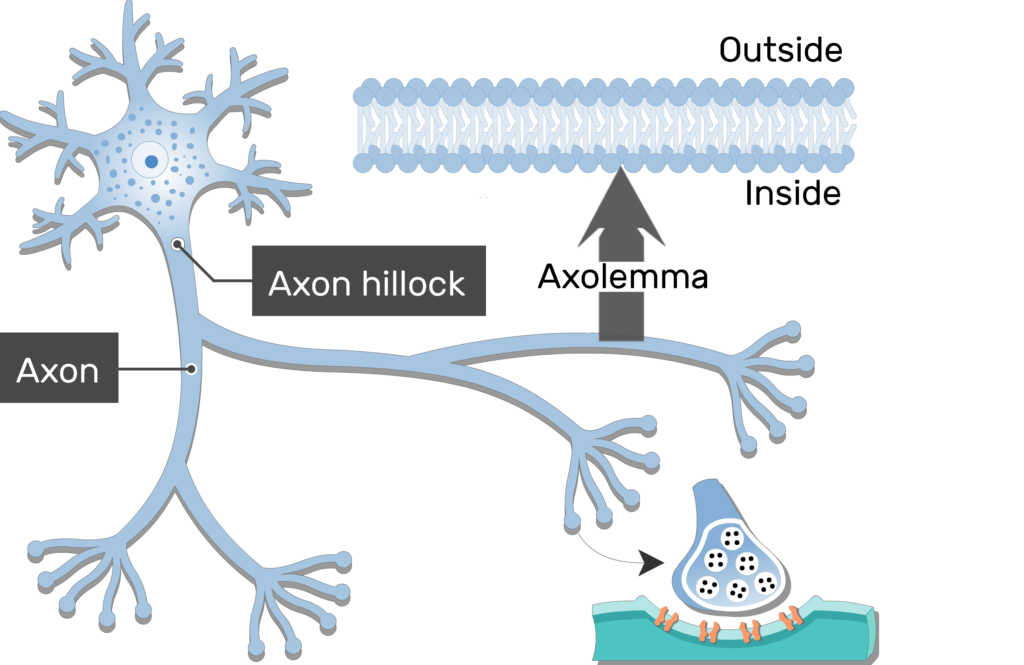 <p>Axolemma </p>