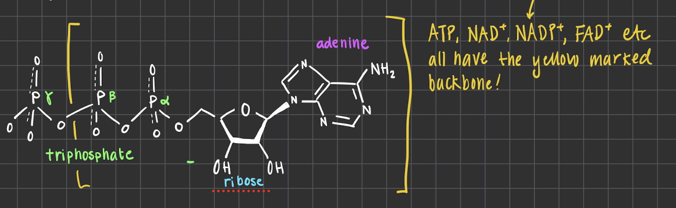 <p>almos all of the energy rich carriers has a base structure, this includes ATP, NADH, NADPH, FAD … </p><ol><li><p><strong>Ribose sugar </strong>: <span style="font-family: &quot;Times New Roman&quot;, serif">for stability of the molecule, binds the phosphate and adenine group together, also found in our DNA </span></p></li><li><p><strong>Adenine </strong>: <span style="font-family: &quot;Times New Roman&quot;, serif">allows the participation in formation of nucleic acids, involved in reactions that gives energy to the cell</span></p></li><li><p><strong>Di-Phosphate </strong>: <span>(-) charged to hold the molecule together, holds large amount of energy. </span></p></li></ol><p></p>