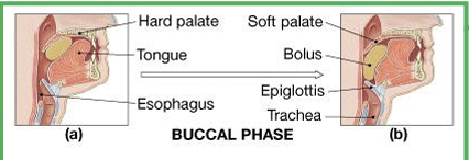 <p>Buccal phase?</p>