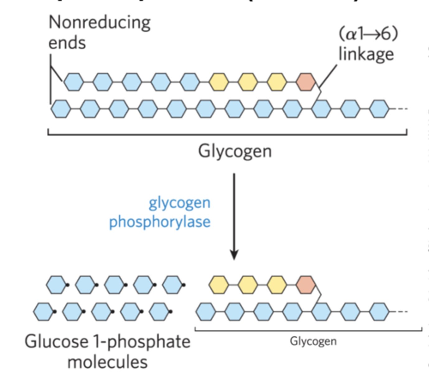<p>releases glucose 1-phosphate (G 1-P) from glycogen</p>