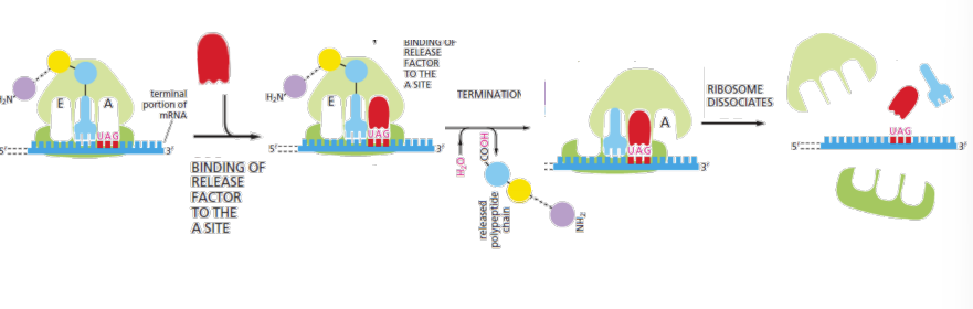 <p>UAA, UAG, UGA, Release factors (proteins) bind to stop codons in A site and peptidyl transferase adds water ->release of polypeptide. And ribosome dissociation.</p>