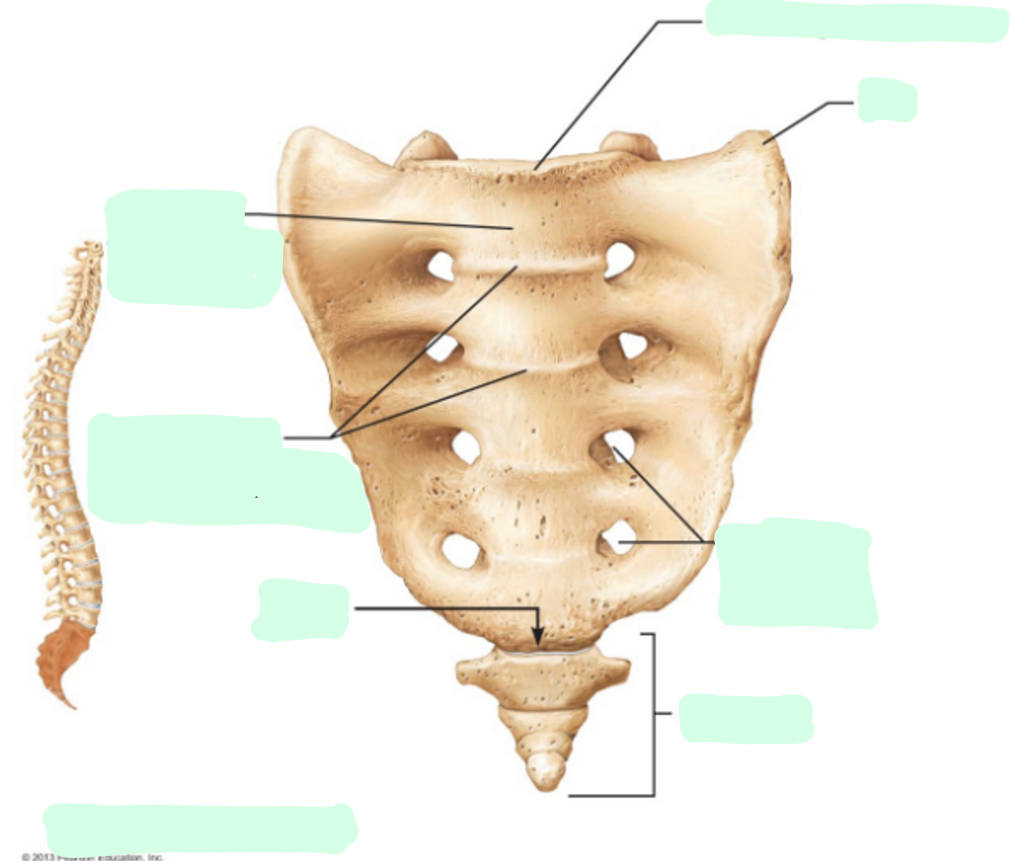 <p>Where is the <strong>Coccyx</strong>?</p>