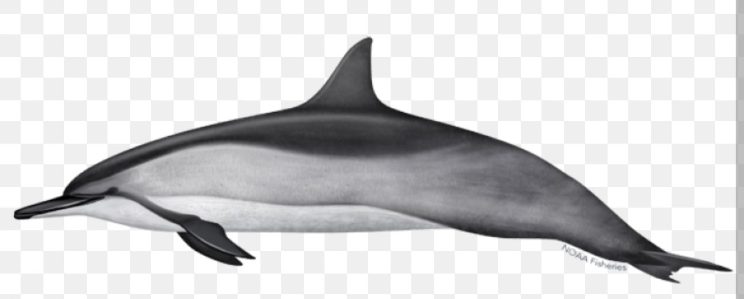 <p>Delphinidae family</p><p class="has-focus">primarily eat small fish, squid, and crustaceans, often hunting cooperatively at night by diving to forage in deeper water.</p><p class="has-focus is-empty">slender with a long beak and a tripartite color pattern of dark gray back, light gray sides, and a white belly.</p>