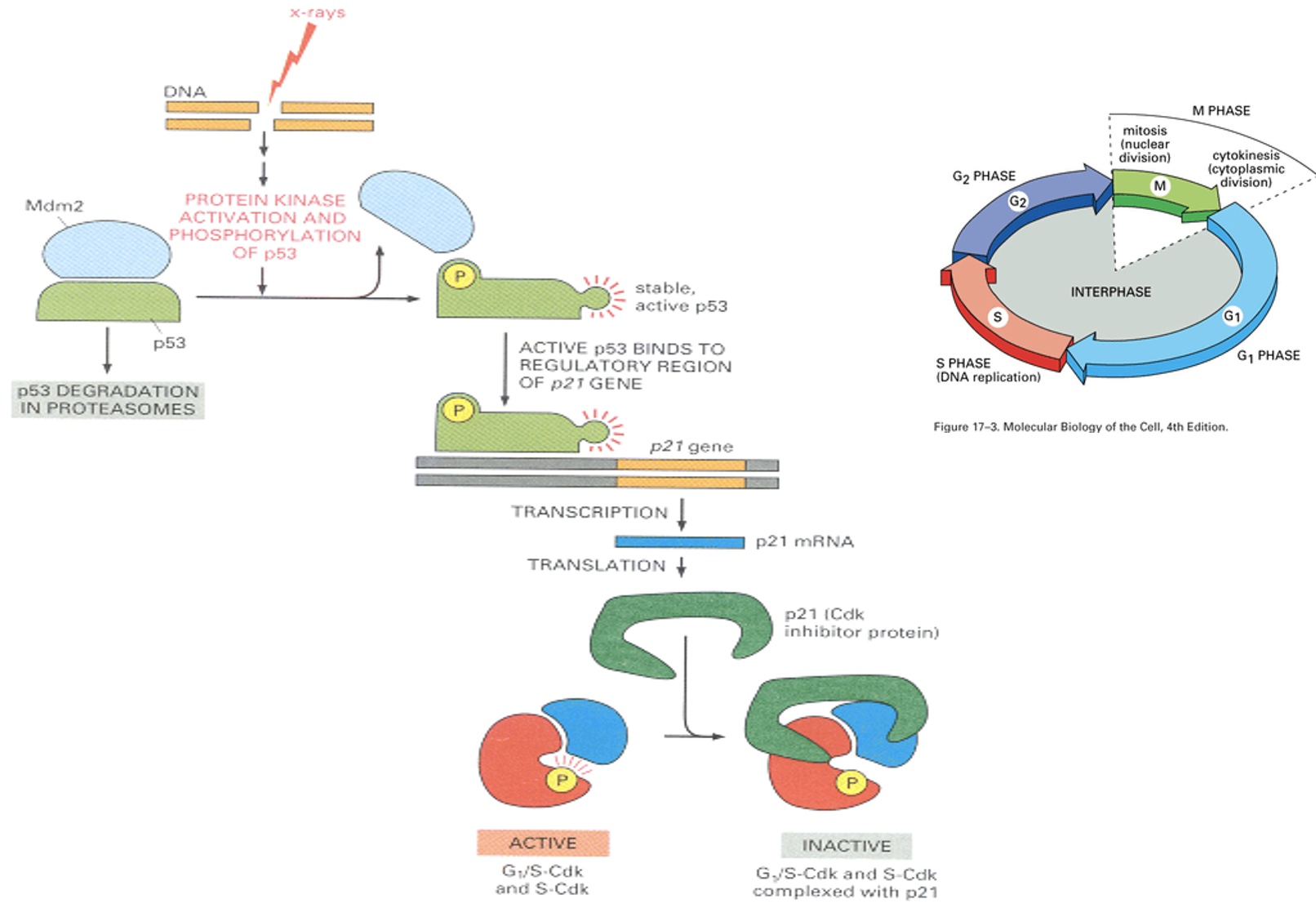 <p>Transcription factor, drivers cyclin inhibitor transcription, and complexes and inhibits CDK-cyclin complex</p>