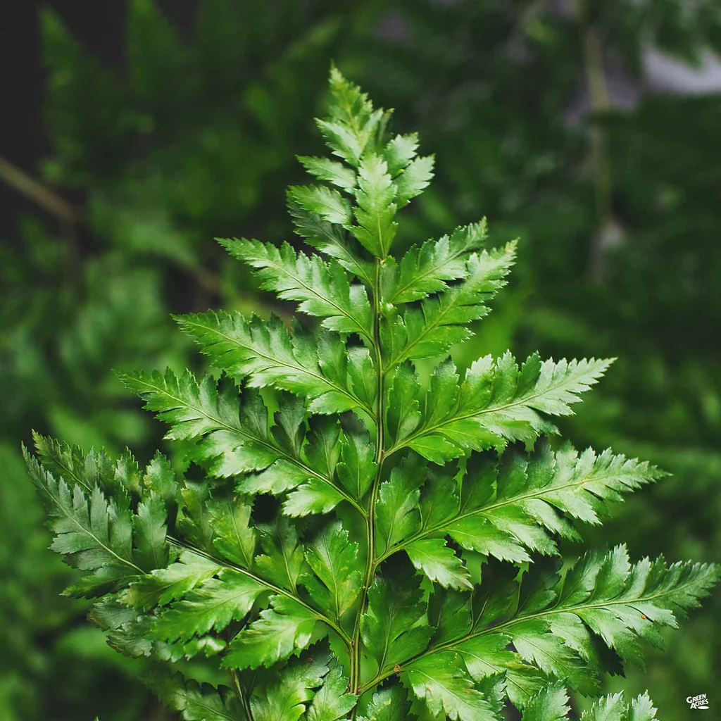 <p>Leather Leaf </p>