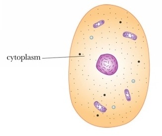 A jellylike fluid inside the cell . Organelles, and other life-supporting materials, such as sugar and water, all contained by the cell membrane.