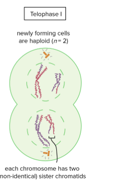 <p>Meiosis I Telophase I/Cytokinesis</p>