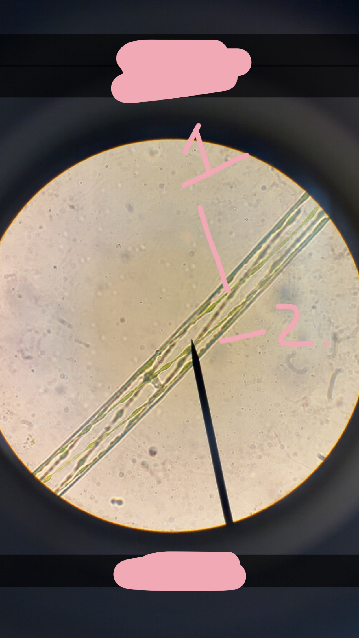 <p>What phylum </p>