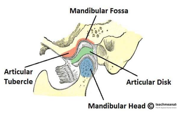<ul><li><p>Mandibular condyles</p></li><li><p>Glenoid cavity</p></li><li><p>Articular tubercle</p></li></ul><p></p>