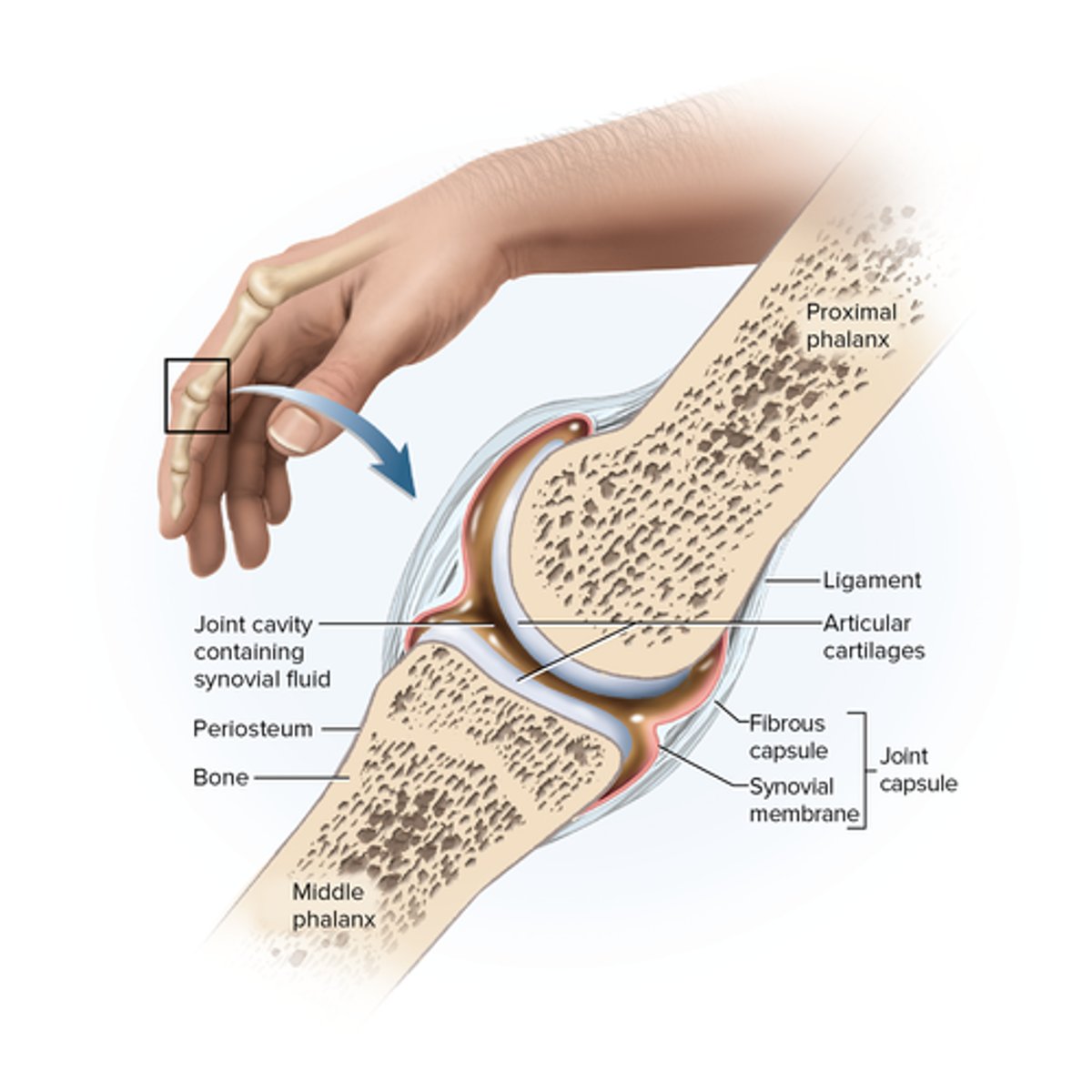 <p>Articular cartilage; joint (articular) cavity, synovial fluid, joint (articular) capsule, outer fibrous capsule, inner synovial membrane</p>