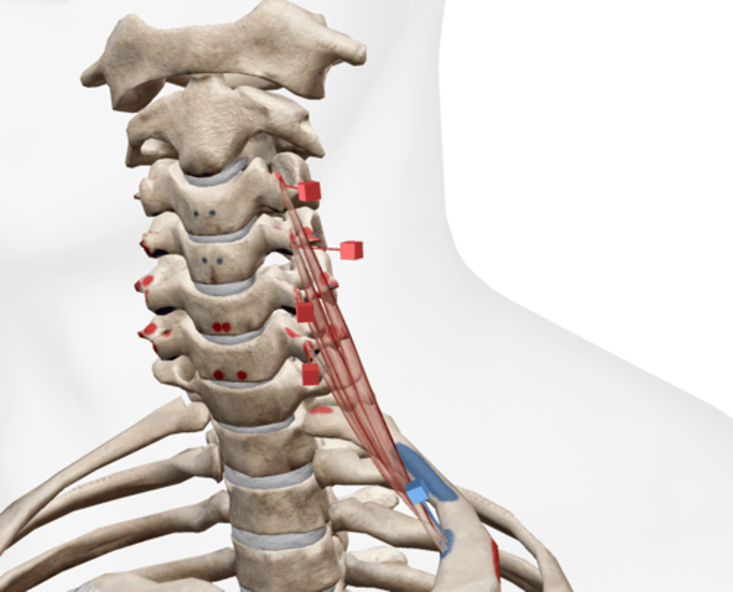 <p>transverse processes of c3-c6</p>