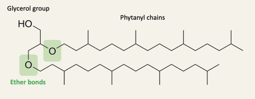 <ul><li><p>Other lipids apart from archaeol have head groups and/or double bonds in the tails</p></li><li><p>The ether linkages make archaeal lipids resistant to hydrolysis in extreme conditions</p></li><li><p>Methanopyrus kandleri grows at temperatures up to 122 C in hydrothermal vents</p></li></ul><p></p>