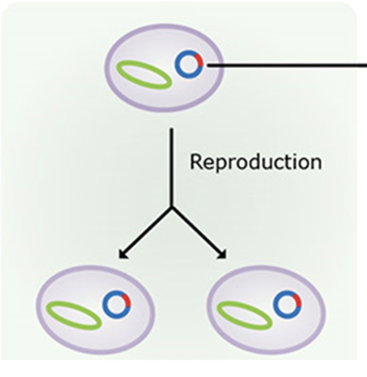 <p>inheriting the virus from a parent</p>