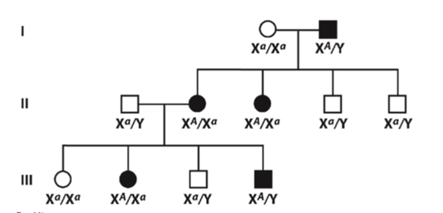 <p>- affected males pass condition to ALL daughters and NONE of their sons</p><p>- Affected heterozygote females mating with unaffected males pass trait to half their sons and daughters (both sexes equally affected)</p>