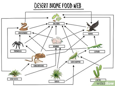 <p>overlapping food chains that show all the various deitary relationships.</p><p>provides more info than a food chain. They recognize that one animal may be eaten by more than 1 animal</p>