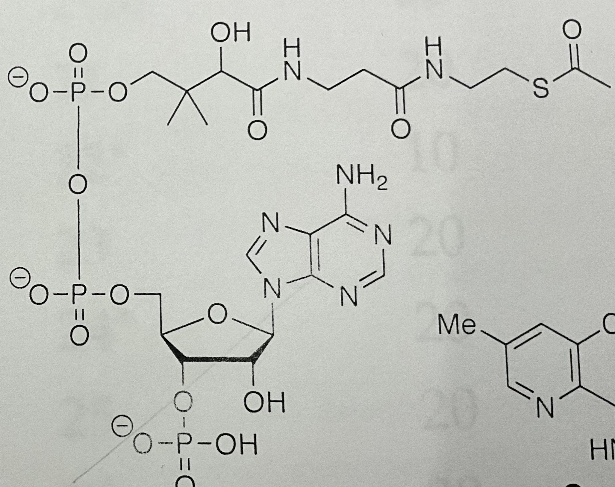 <p>Acetyl coenzyme A</p>