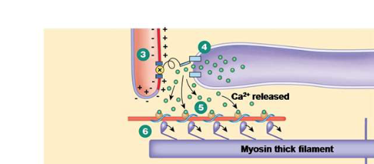 <p>Explain the sixth step of excitation-contraction coupling.</p>