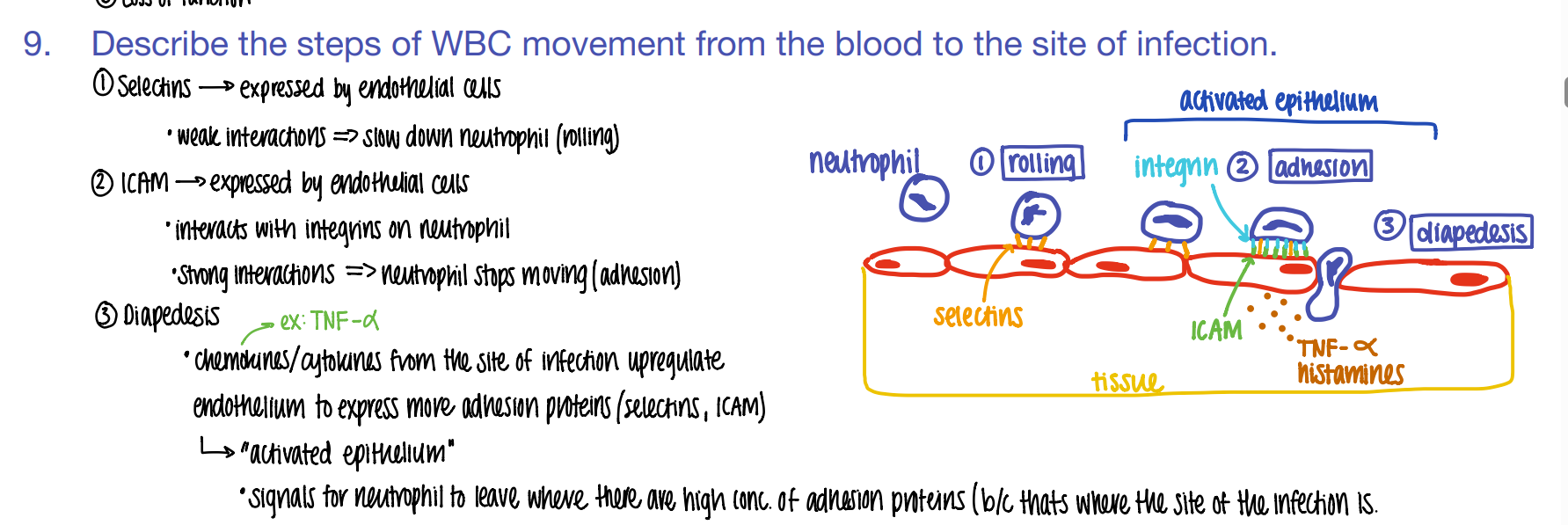 <ol start="3"><li><p>DIAPEDESIS (WBC squeeze fr capillary to tissue) </p><p>BECAUSE TNF-alpha histamines / cytokines released FROM the site of infection cause MORE adhesion pro’s to be expressed which attracts MORE wbc’s! </p></li></ol>