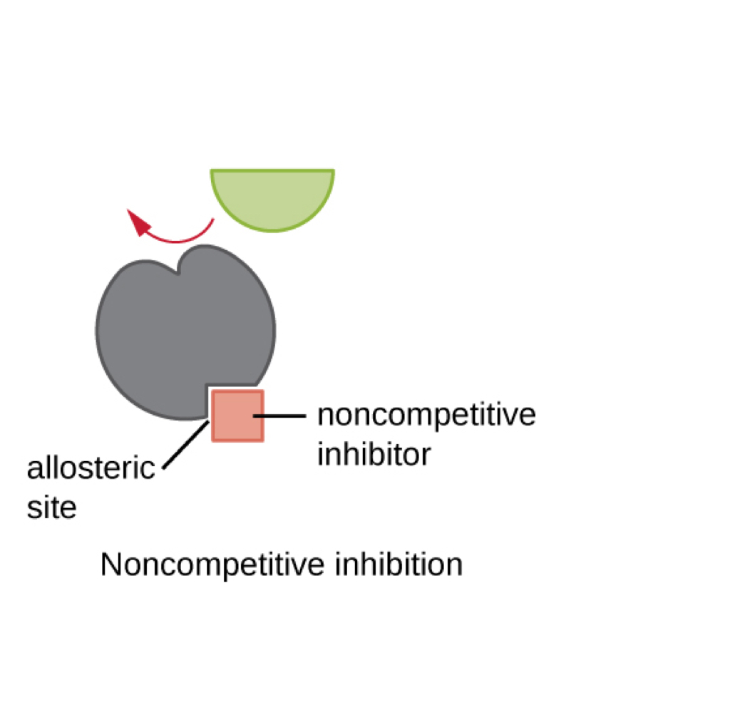 <p>allosteric inhibition</p>