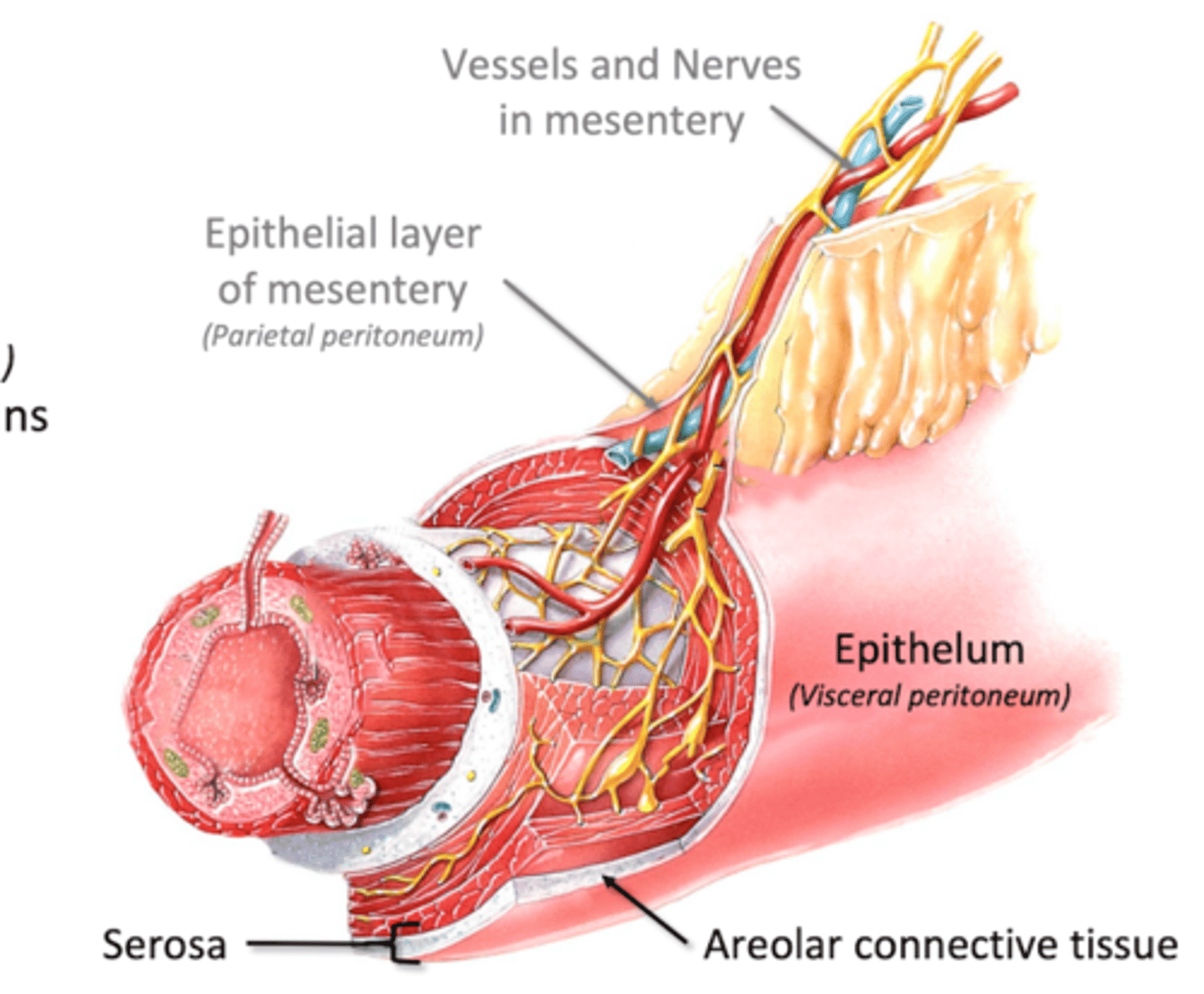 <p>Serosa: Serous membrane surrounding GI organs</p><p>-areolar connective tissue</p><p>-epithelium (visceral peritoneum): lubricates surfaces of GI organs</p><p>Adventitia: single layer of areolar connective tissue </p><p>-no epithelium</p><p>-found in esophagus and rectum</p>