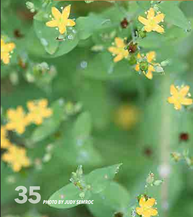 <p>St. John’s Wort; Clusiaceae</p>