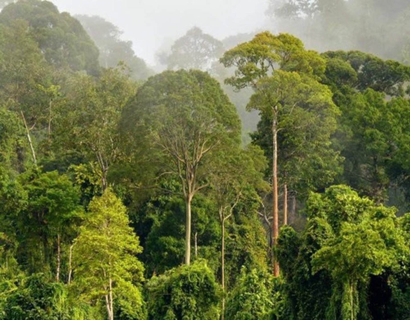 <p>High rainfall and temperature, diverse species.</p>