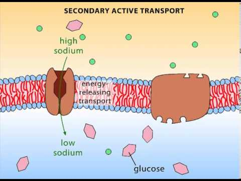 <p>Na+ moves DOWN concentration gradient while glucose moves UP</p>