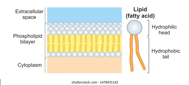 bilayer and structure of phospholipid 