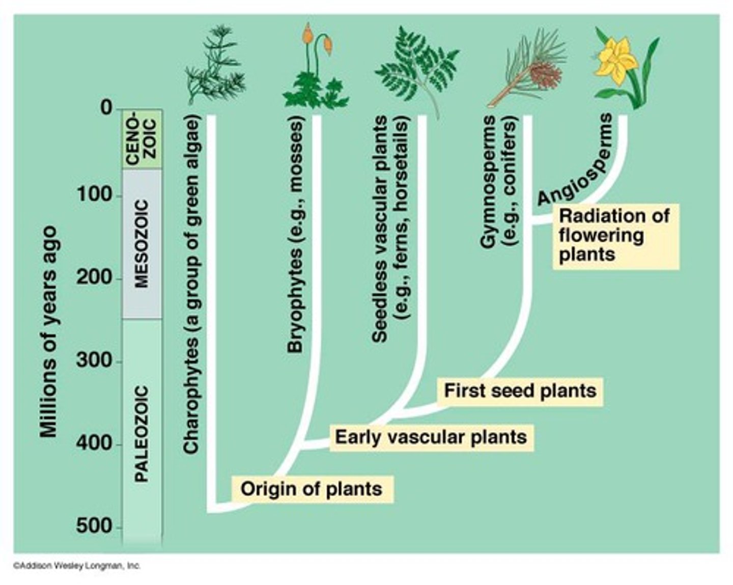 <p>often used to represent the estimated time since they diverged</p>