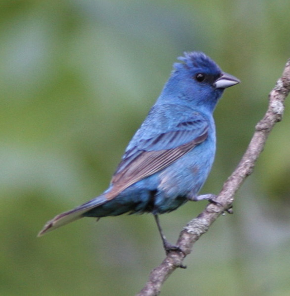 <p>Passeriformes</p><p>Uniformly blue with darker wings</p><p>female is nondescript brown bird</p>