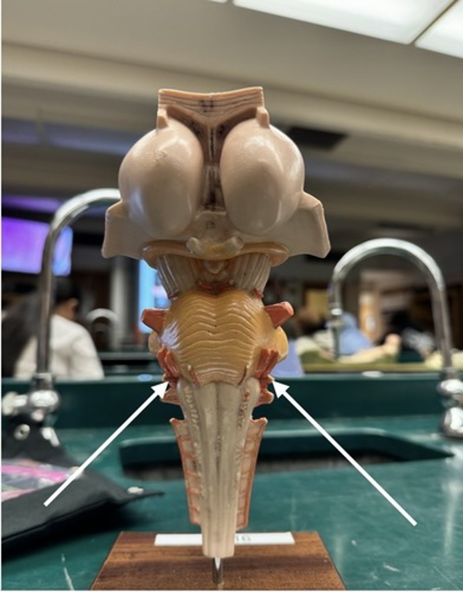 <p>identify arrow</p>