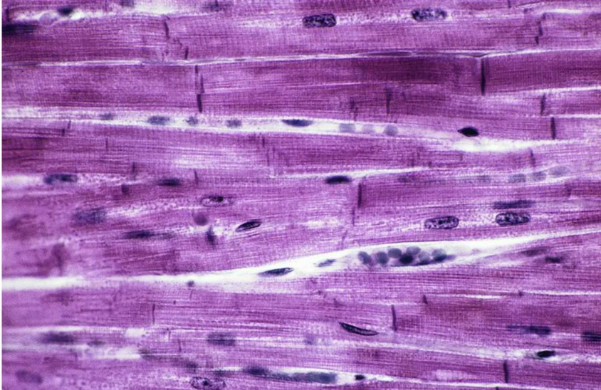 <p>what tissue is this</p>