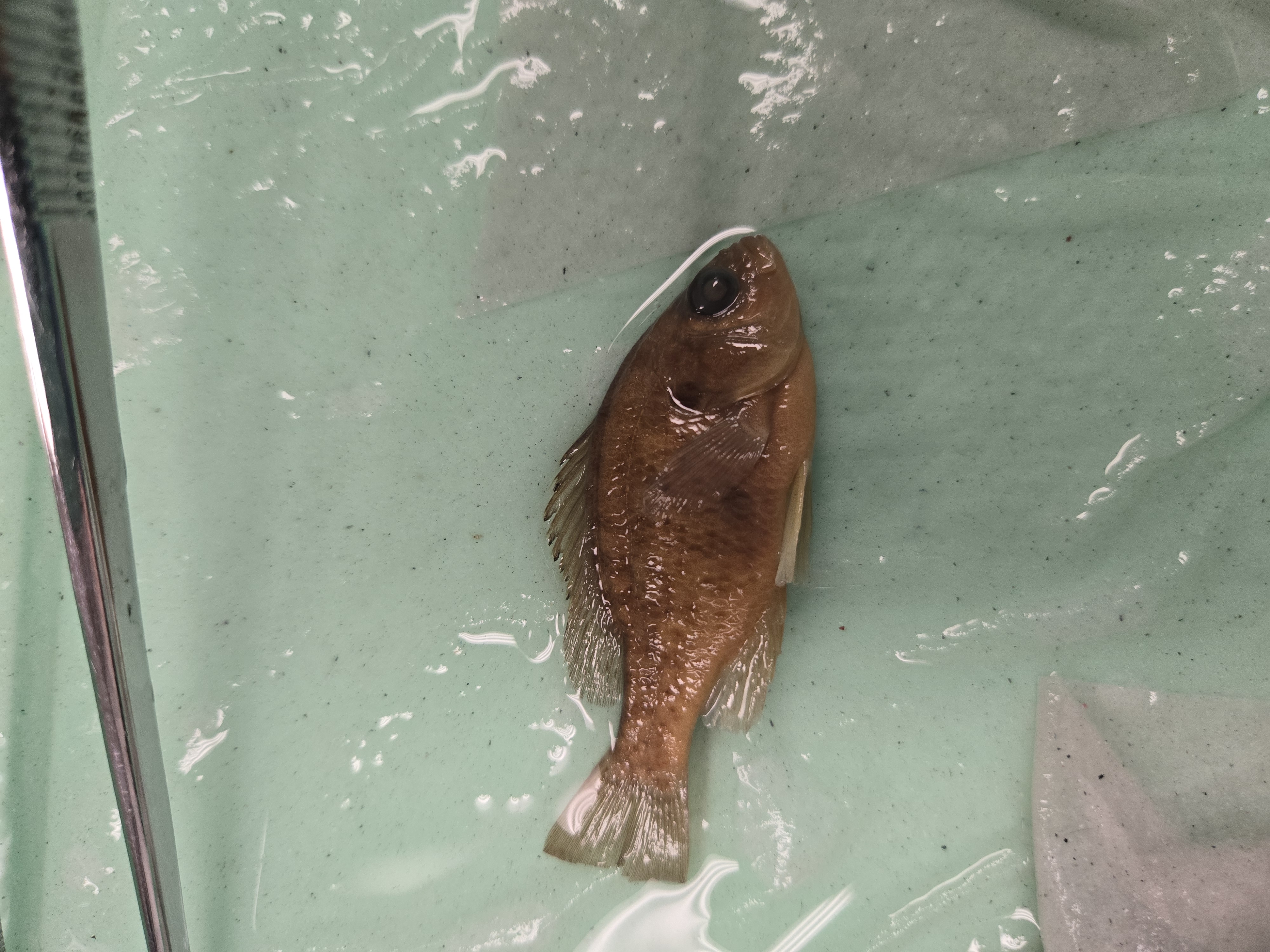 <p>Centrarchidae</p>