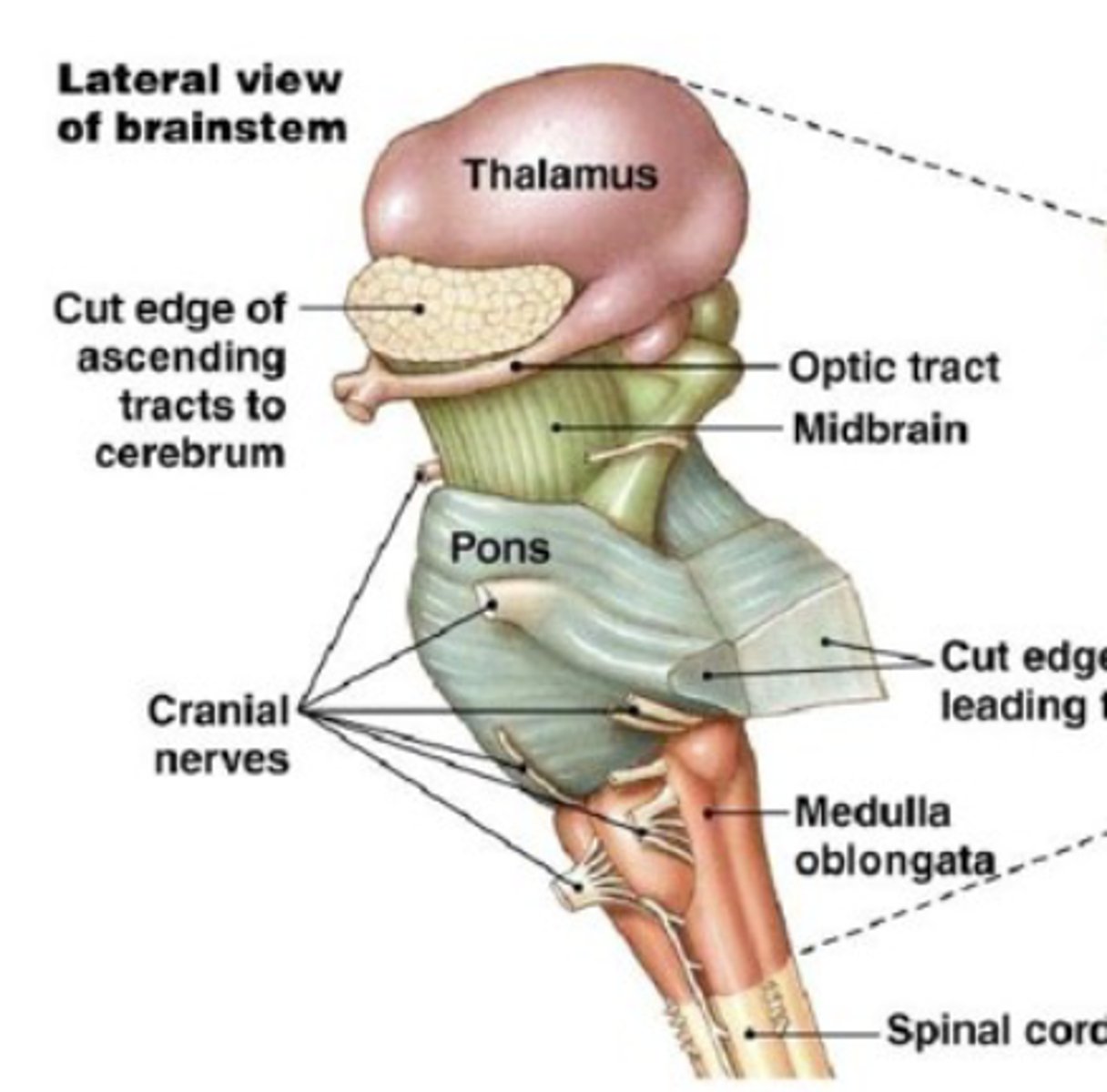 <p>Interfaces between higher brain regions, cerebellum, and spinal cord. Regulates/controls some critical bodily functions (breathing, heart rate). Contains the efferent somatic motor neurons for the cranial nerves. Receives input from 10/12 cranial nerves (reflexes, sensorimotor functions, taste, autonomic functions, vision).</p><p>Parts:</p><p>- Thalamus (forebrain)</p><p>- Midbrain</p><p>- Pons (hindbrain)</p><p>- Medulla oblongata (hindbrain)</p><p>- Spinal cord</p>