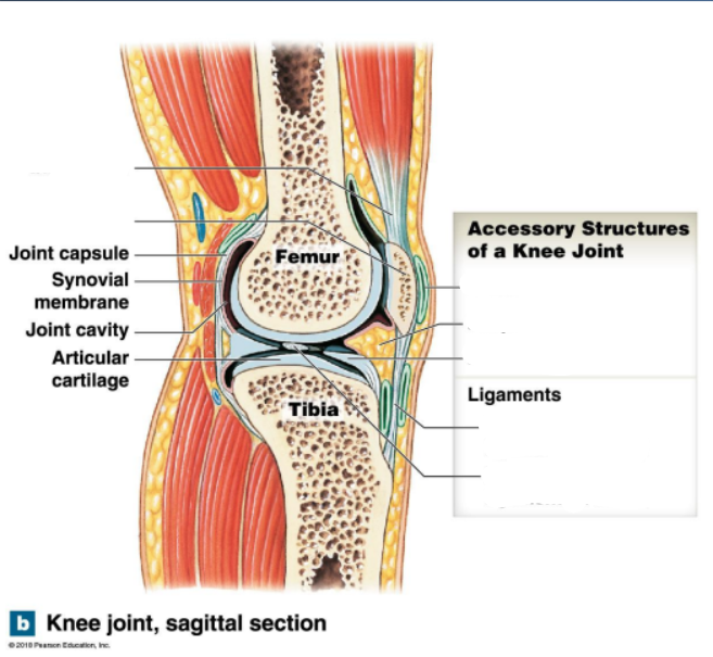 <p>What are the accessory structures of a knee joint?</p><p>What are the functions of each?</p>