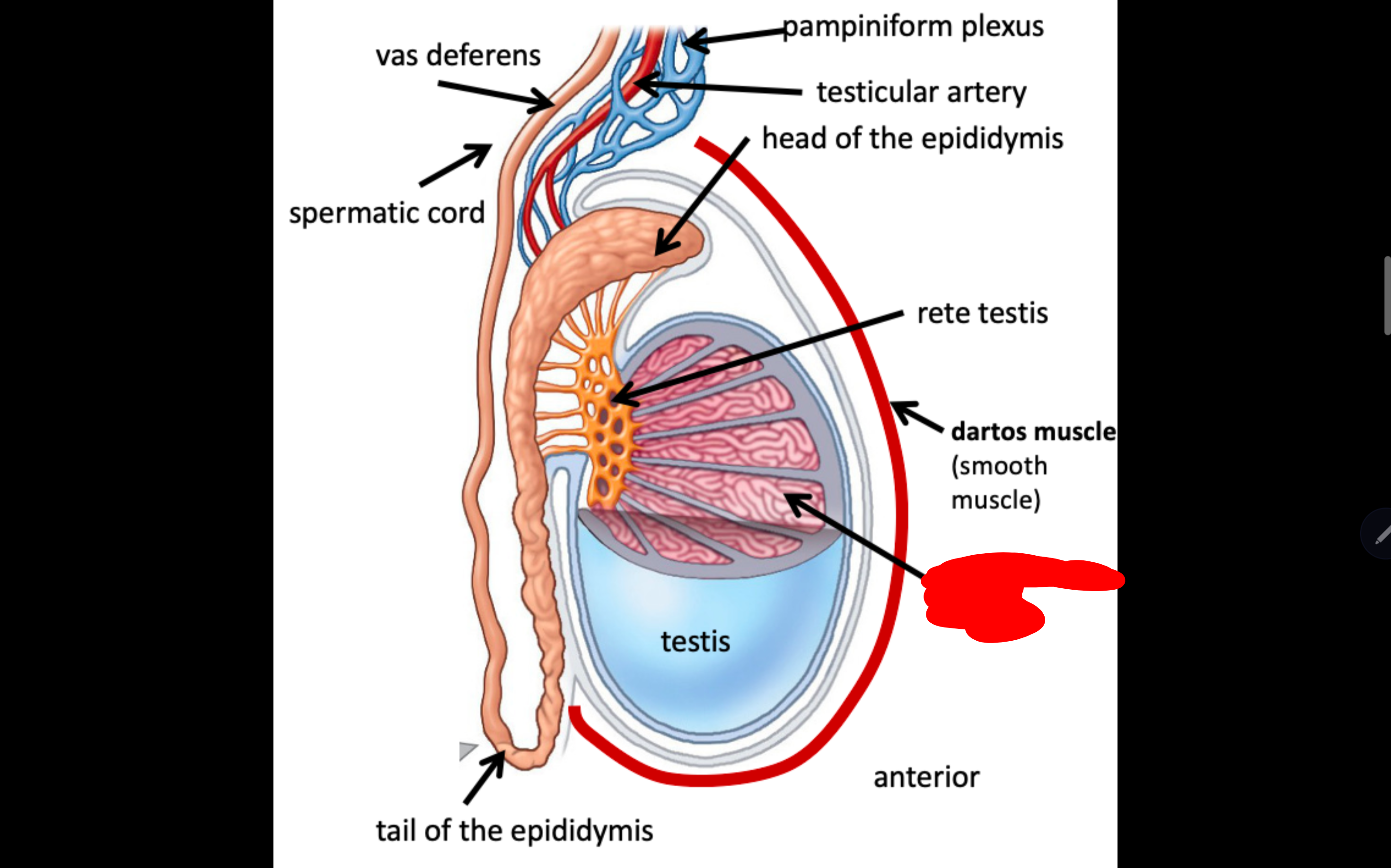 <p>Name the structure in red</p>