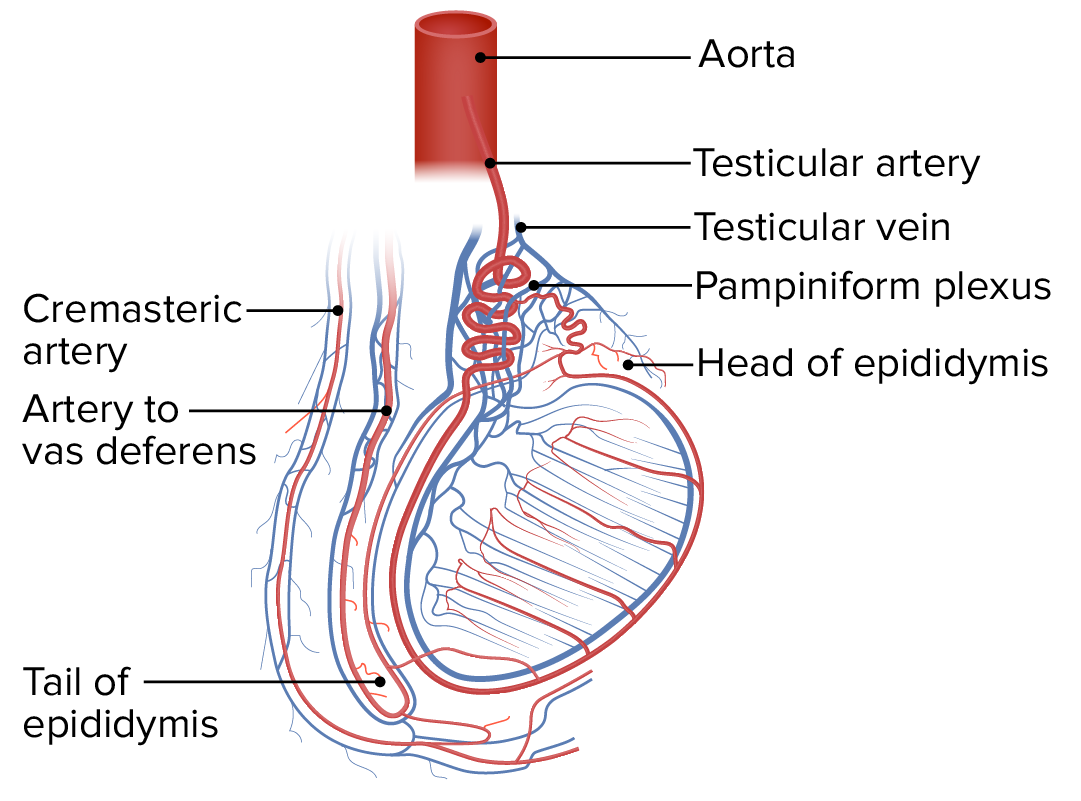 los testiculos son irrigados por las ____________

\- originadas de la aorta