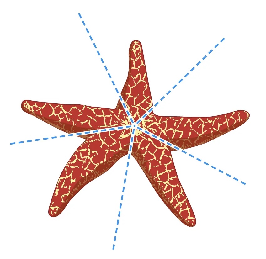 <p>Radial symmetry</p>