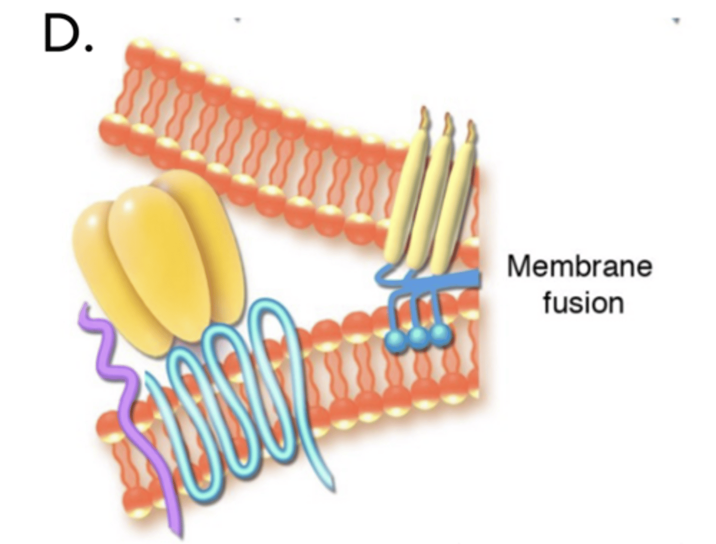 <p>HIV Entry- Fusion</p><p>d) gp41 "snaps ___" and causes fusion between the viral envelope and the host cell</p>