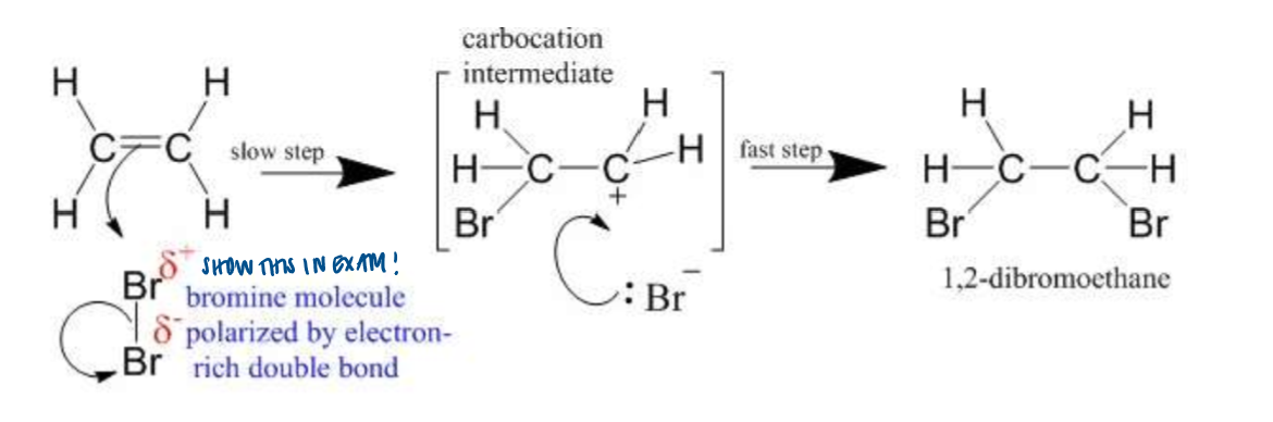 <p>react to form dihalogenoalkanes </p>