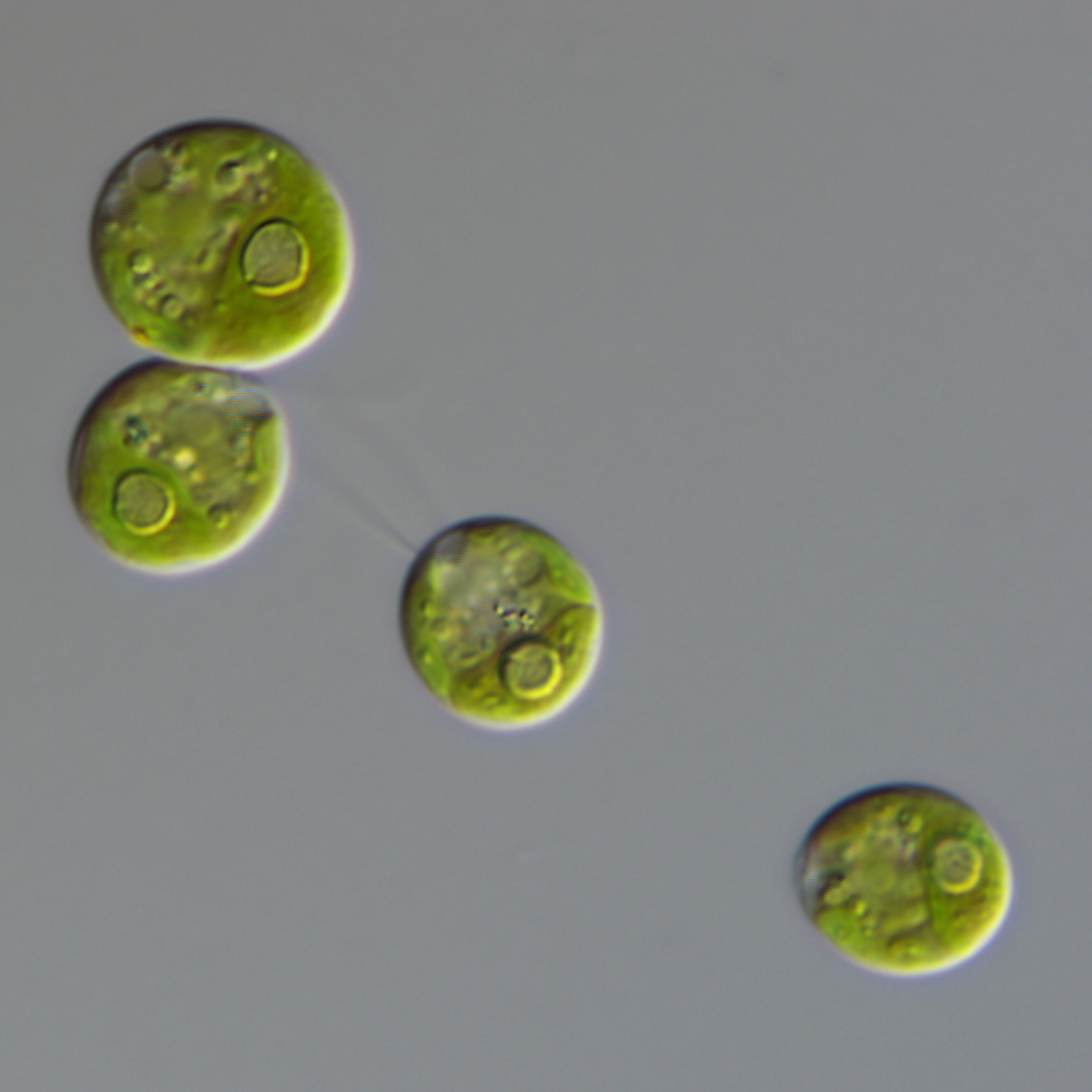 they use flagellate movement, size approximately 0.01 mm
