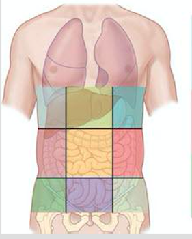 <p>Left lumbar region</p>