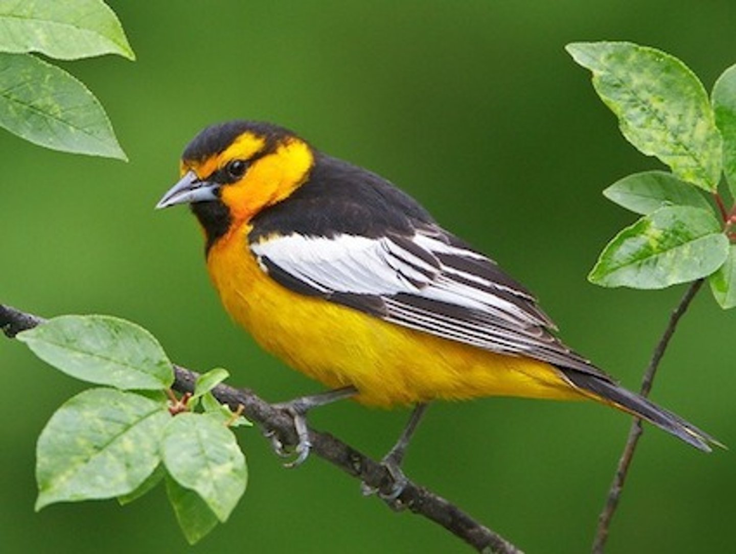 <p>Icteridae</p>