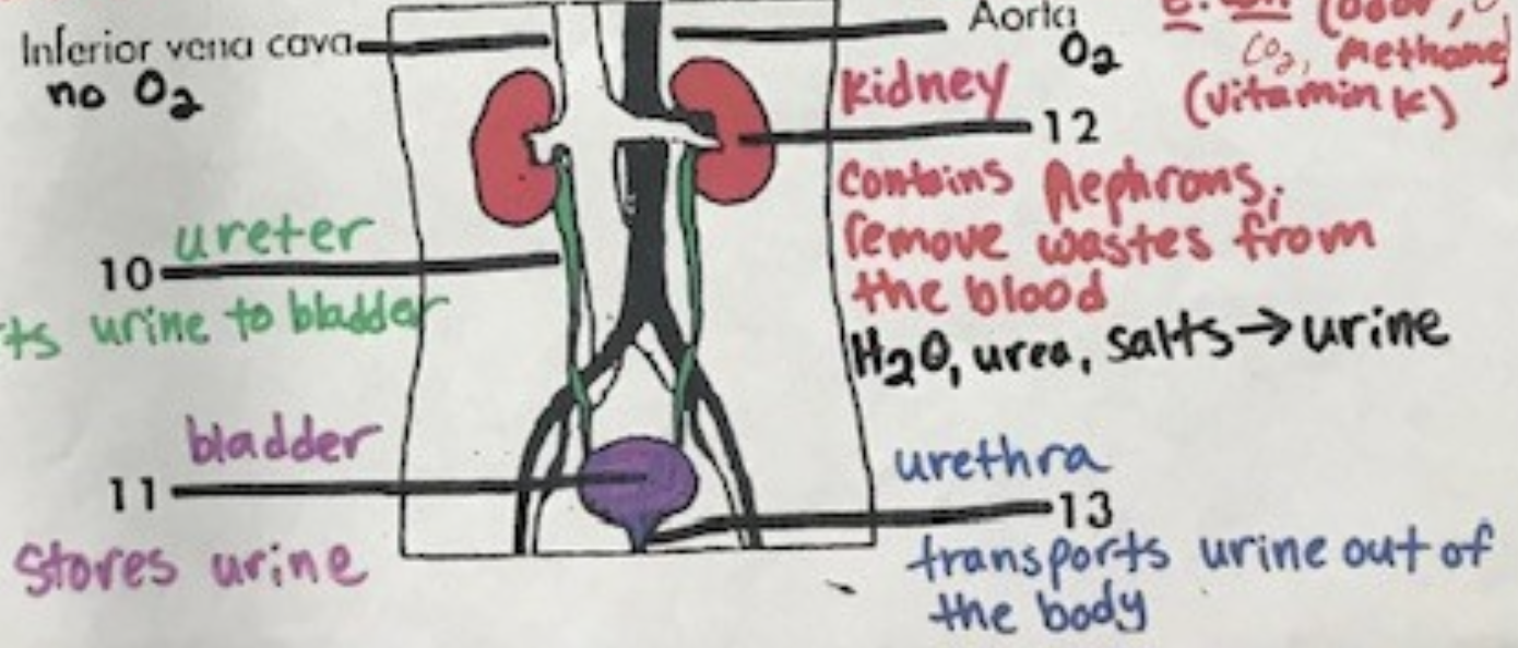 <p>transports urine out of the body</p>