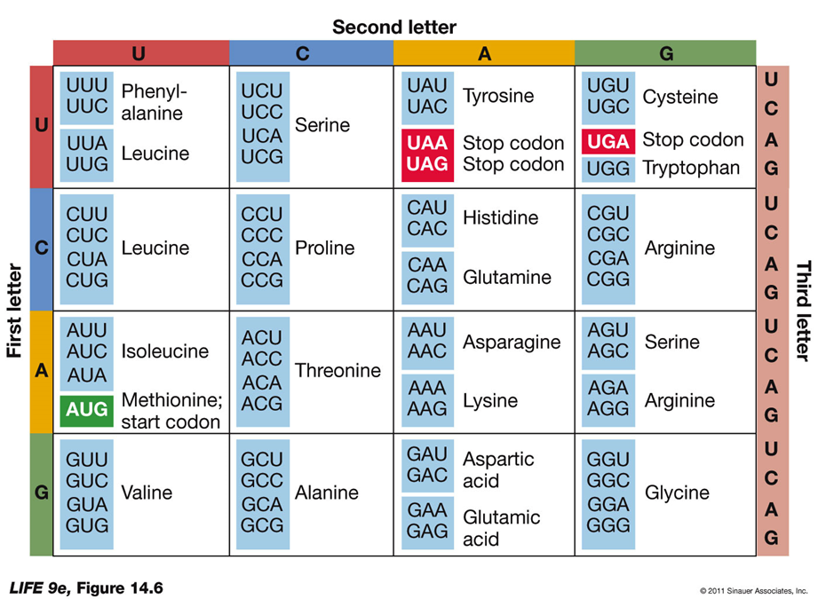 <p>PROCESS TO GET HERE: <strong>Translation:</strong></p><p>After transcription, the mRNA is used as a template for protein synthesis during translation. This process involves:</p><ol><li><p><strong>mRNA</strong>: Carries the genetic code from DNA.</p></li><li><p><strong>Ribosomes</strong>: Facilitate the decoding of mRNA into a polypeptide chain. Ribosomes Read</p></li><li><p><strong>tRNA</strong>: Transports amino acids to the ribosome and matches them with the mRNA codon through its anticodon.</p></li></ol><p></p><p>Definition:</p><ul><li><p><strong>Genetic Code</strong>: Specifies which amino acids will be used to build a protein.</p></li><li><p><strong>Codon</strong>: A sequence of three bases, each specifying a particular amino acid.</p></li></ul><p>Start and Stop Codons:</p><ul><li><p><strong>Start Codon (AUG)</strong>: The initiation signal for translation.</p></li><li><p><strong>Stop Codons (UAA, UAG, UGA)</strong>: Signals to stop translation and release the polypeptide.</p></li></ul><p>Characteristics:</p><ul><li><p><strong>Redundancy</strong>: Most amino acids are specified by more than one codon, making the genetic code redundant (degenerate).</p></li><li><p><strong>Specificity</strong>: The genetic code is not ambiguous; each codon specifies only one amino acid.</p></li><li><p><strong>Universality</strong>: The genetic code is nearly universal across all living organisms, with minor variations. This commonality provides a shared language for evolution.</p></li><li><p><strong>Evolution</strong>: The genetic code is ancient and has remained intact throughout evolutionary history.</p></li><li><p><strong>Genetic Engineering</strong>: The common genetic code facilitates genetic engineering, allowing genes to be transferred between different organisms.</p></li></ul><p></p>