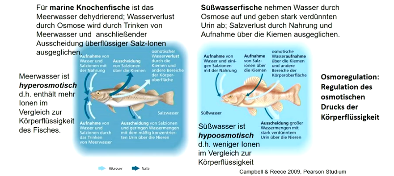 Körper enthält andere Zusammensetzung als umgebendes Wasser 

Durch untersch. osmotischen Druck werden Substanzen zwischen Körper und Wasser ausgetauscht 

Wasser diffundiert in Richtung der höheren Salzkonzentration