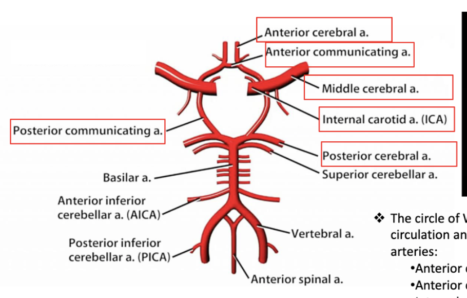 <p>circle of willis</p>