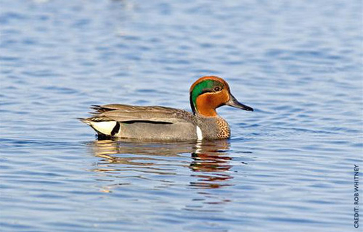<ul><li><p><span style="background-color: transparent;">facultative migrates, smallest of dabbling duck, omnivores, first year nesters, feed in shallow water</span></p></li></ul><p></p>