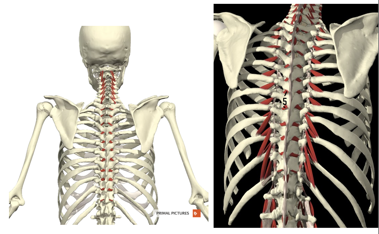 <p>Welke spier? Proximale en distel aanhechting? Innervatie? Functie?</p>
